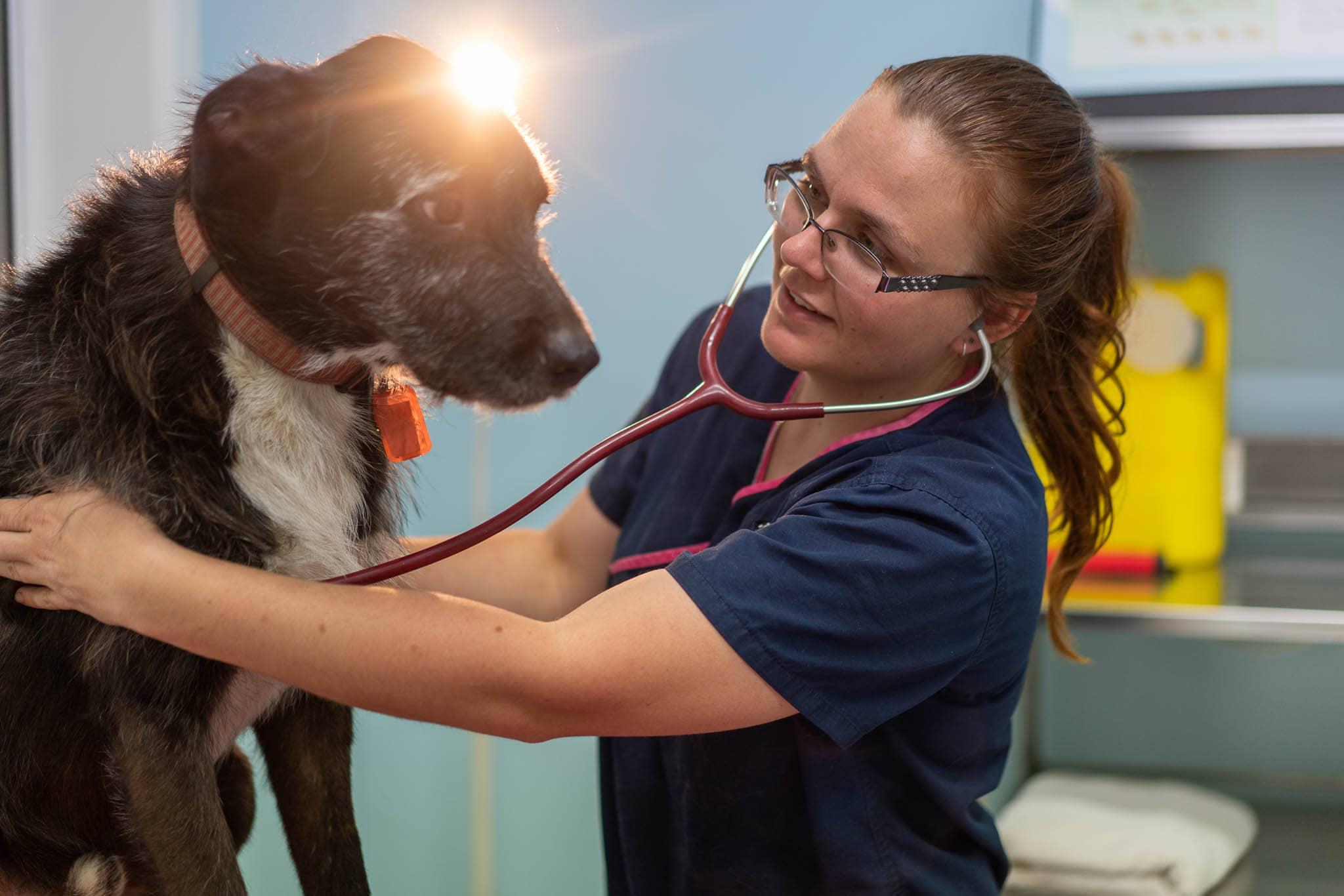 Compassionate, reassuring veterinary care - Guaranteed!